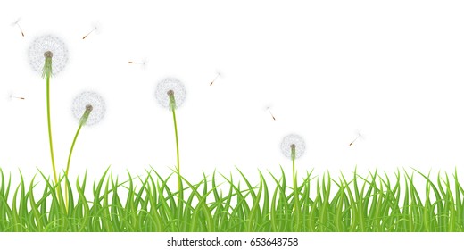 High quality green grass with dandelion flowers on white background, vector illustration.