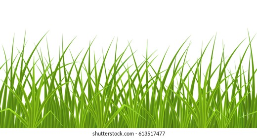 High quality green grass on white background, seamless vector illustration.