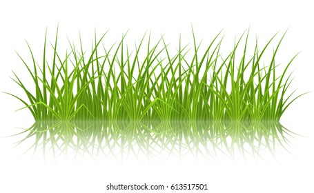 High quality green grass on white background, vector illustration.