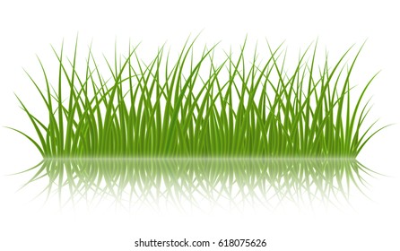 High quality green grass on white background, vector illustration.