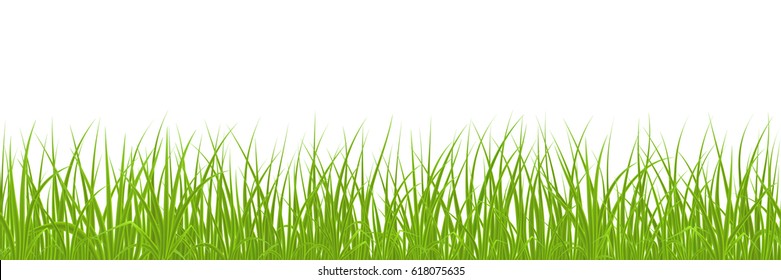 High quality green grass on white background, seamless vector illustration.