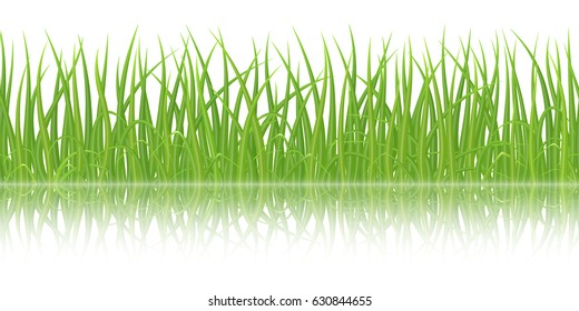 High quality green grass with reflection on white background, seamless vector illustration.