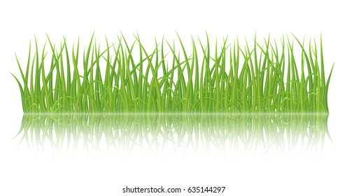 High quality green grass with reflection on white background, vector illustration.