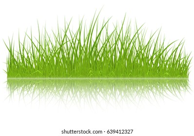 High quality green grass with reflection on white background, vector illustration.