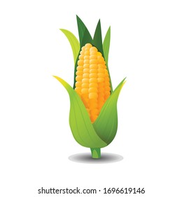 High quality original trendy vector illustration of sweet golden corn. Bunch of Corn. Summer farm design elements