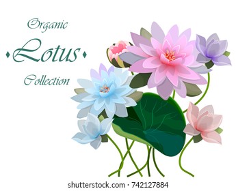 High quality realistic vector illustration of lotus flower. Background with lotus. Wedding invitation