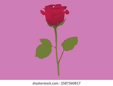 a  high quality rose with stem and leaves