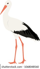 High quality stork vector real-like, cartoon illustration