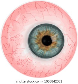 High quality vector eyeball with hazel iris