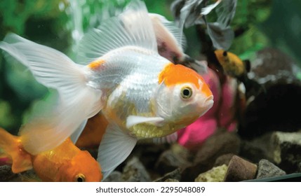 High quality Vector goldfish swimming in the aquarium with clear water, looks very cute and beautiful