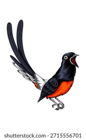 High quality vector illustration of a black and orange singing bird with open beak and long tail feathers. Designed with bold outlines, clean details, and vibrant contrasting colors. Perfect for t-shirt design, sticker, mascot, logo, poster, branding, print on demand, and digital artwork. Isolated on white background, suitable for commercial use.