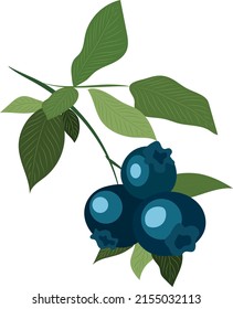 High quality vector illustration. Blueberry branch with leaves. Berries.