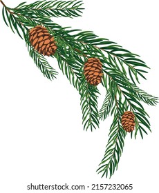 ilustración vectorial de alta calidad. Rama de árbol de Navidad con conos. Tarjeta de Navidad.