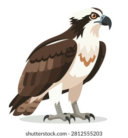 A high quality vector illustration of an osprey bird featuring detailed feathers and a sharp beak isolated on a white background
