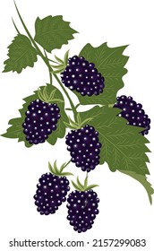 High quality vector image. Blackberry branch with leaves. Black berries.