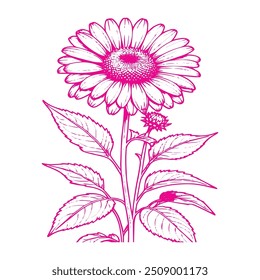 High quality vector sunflower line art