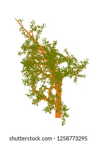 High quality vector tree with leaves