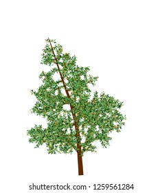 High quality vector tree with leaves