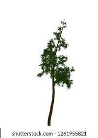 High quality vector tree with leaves