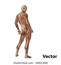 Hochauflösendes Konzept oder konzeptueller 3D-Anatomie für Mensch oder Mensch mit Muskel einzeln auf weißem Hintergrund als Metapher für Medizin, Sport, Männlichkeit, Muskulatur, Medizin, Gesundheit, Biologie oder Fitness