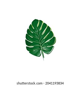 high resolution monstera leaf vector