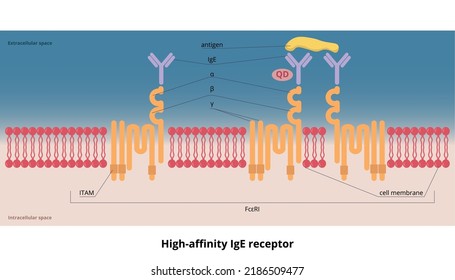 High-affinity IgE receptor. High-affinity receptor (FcεRI) for the Fc region of immunoglobulin E (IgE), an antibody isotype involved in the allergy disorder and parasites immunity.