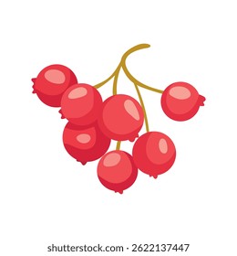 Highbush Cranberries. Flat vector, clipart illustration isolated on white background.