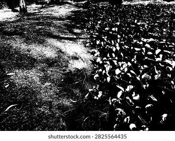 High-contrast monochrome vector illustration of a sandy footpath alongside Ipomoea pes-caprae vines.