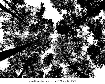 Silhueta vetorial de alto contraste da copa de pinheiros olhando para cima, ilustração botânica dramática em preto e branco para cartazes de natureza florestal, gráficos de aventura ao ar livre e arte de parede minimalista.