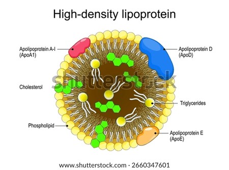 High-density lipoprotein. Cross section of HDL, close-up of Hydrophobic Core and Amphipathic surface. Transport mechanism for lipids, triglycerides, phospholipids, cholesterol. Detailed Vector poster