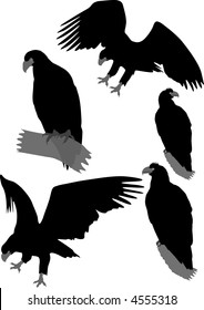 High-detailed silhouettes of eagles