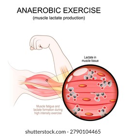 High-Intensity exercise for Biceps. Close-up of Lactate molecule in muscle tissue. Anaerobic exercise and Lactate Production. Training and Anaerobic Glycolysis. Lactic acid. Fitness infographic. Vector illustration. Medical diagram. 