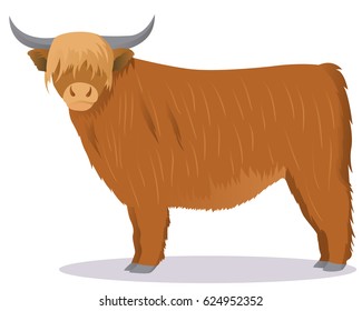 Highland Cattle Cow