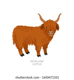 Highland cattle. Scottish breed of long-haired cow. Flat style vector illustration isolated on white background