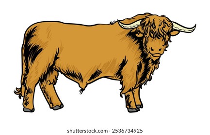 highland cattle with separate white background