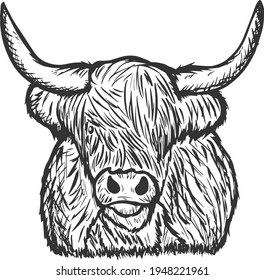 The Highland Cattle is a species of cow native to the Scottish Highlands and Scotland's Outer Hebrides island and has long horns and long hairy hair.
