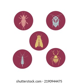 Highlights Cover Icons. Mole cricket, cockroach, horse fly, mosquito, spider. Geometric insect flat vector illustrations set. Stories pictures with several insects