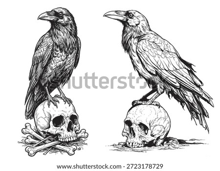 A highly detailed and atmospheric set of two hand-drawn vector illustrations depicting ravens perched ominously atop human skulls. These black and white artworks are rendered in a classic vintage engraving, etching, and woodcut style, reminiscent of 19th-century scientific illustrations and old-school tattoo flash. The composition features a stark contrast between the dark, textured plumage of the birds and the smooth, cracked surfaces of the skeleton bones. The intricate line work utilizes dynamic cross-hatching and ink stippling techniques to create depth, shadow, and a gritty, realistic texture that mimics traditional pen and ink drawings.

Ideally suited for gothic, horror, and dark fantasy themes, this isolated design is perfect for Halloween projects, heavy metal album covers, apparel design, t-shirt prints, and logo mascots. The imagery evokes strong symbolism related to death, mortality, wisdom, and mystery, drawing parallels to literary works like Edgar Allan Poe’s 'The Raven' or Norse mythology’s Huginn and Muninn. The illustration captures the eerie and mystical essence of the corvid family, showcasing their sharp beaks and intense gaze.

The artwork is isolated on a clean white background, making it easy for graphic designers to mask, color, or integrate into complex compositions. Whether used for a tarot card design, a witchcraft-inspired poster, or a biker gang emblem, these retro-styled sketches offer a timeless, macabre aesthetic. Key visual elements include the anatomical accuracy of the bird skulls, the weathered texture of the bones, and the dramatic silhouette of the crows. This vector graphic caters to search terms involving occult symbols, spooky decorations, grunge art, and Victorian-era curiosities, ensuring high visibility for buyers seeking authentic, hand-crafted horror illustrations