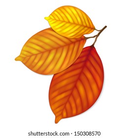 Highly detailed autumn leaves. Illustration contains gradient mesh