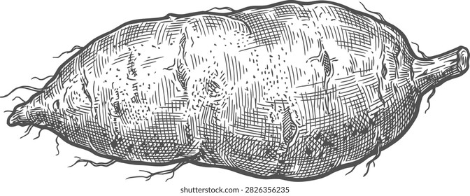 A highly detailed black and white engraving of a raw ipomoea batatas root with small rootlets.