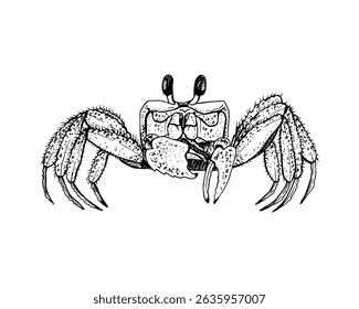 The highly detailed, black and white line drawing of a crab. Simple contour drawing, outline sketch. Hand drawn vector illustration isolated on white. Ideal for marine themed art label package.