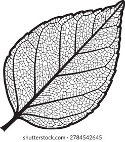 Highly detailed black and white vector illustration of a leaf showcasing its natural vein structure and intricate network pattern.