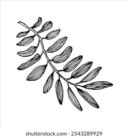 Ilustración en blanco y negro altamente detallada de una rama frondosa. Ideal para diseños botánicos, temas de naturaleza y proyectos de inspiración orgánica.