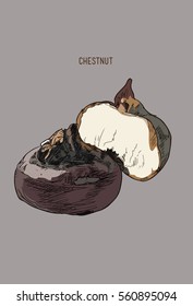 highly detailed clip art illustrations of chestnuts