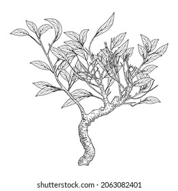 Highly detailed drawing of tree, hand drawn plant bush isolated on white background. Vector.