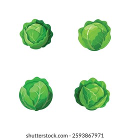A highly detailed, full-body realistic illustration of a fresh green cabbage on a white background. Perfect for food-related designs, packaging, and digital projects