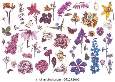Highly detailed hand drawn colorful garden flowers. Vector illustration