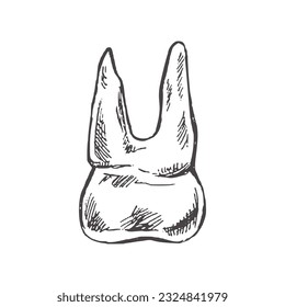 Highly detailed hand drawn human tooth  with roots. Hand drawn sketch. Molar illustration isolated on white background.
