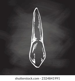 Highly detailed hand drawn human tooth  with roots. Hand drawn sketch. Fang illustration isolated on chalkboard  background.