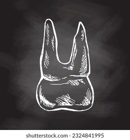 Highly detailed hand drawn human tooth  with roots. Hand drawn sketch. Molar illustration isolated on chalkboard background.